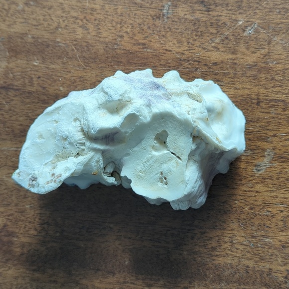 Decorative Shells - Picture 2 of 9